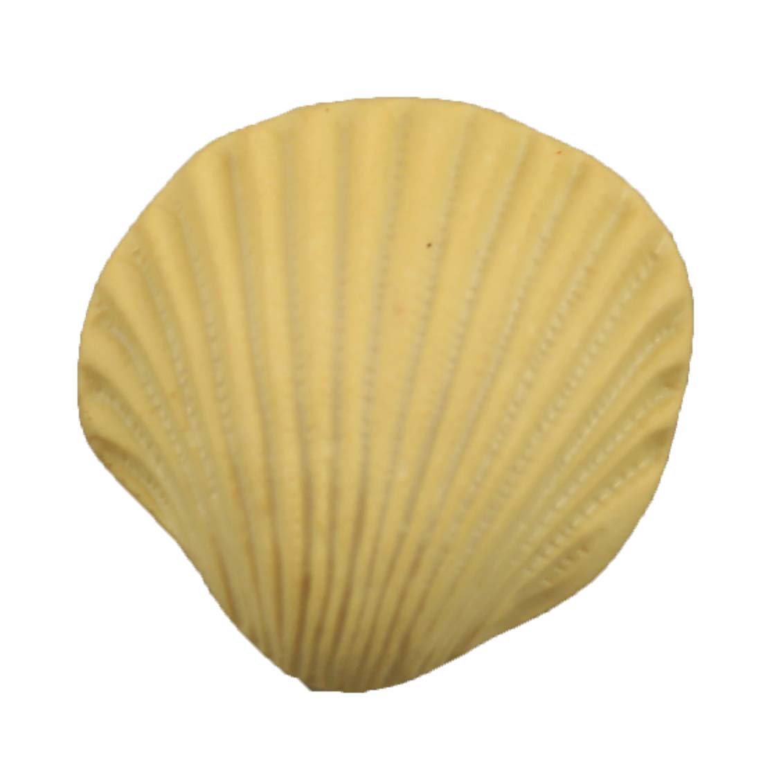 Seashell - B381