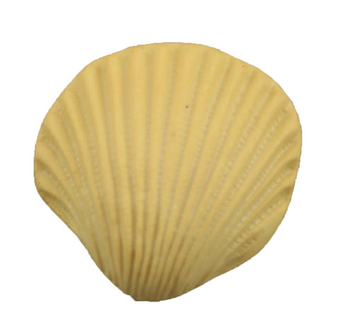 Seashell - B381