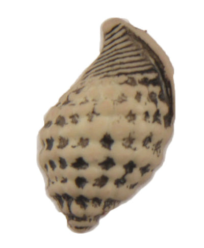 Seashell - B606