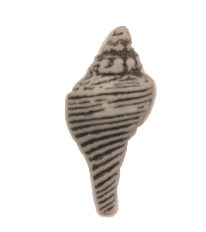 Seashell - B608